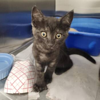 Domestic Short Hair Cats Available for Adoption in Clearwater, Florida - Karen | PetCurious