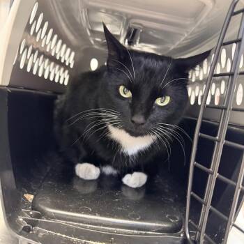 Peekaboo -  Domestic Short Hair Cat for Adoption in Great Falls, Montana - Peekaboo | PetCurious