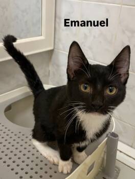 Rescue Domestic Short Hair Cats for Adoption in New York, New York - Emanuel | PetCurious
