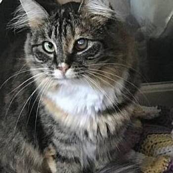 Fetti -  Domestic Long Hair Cat for Adoption in Greensburg, Pennsylvania - Fetti | PetCurious