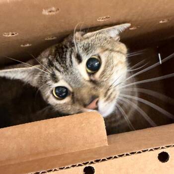 Nala Bean -  Domestic Short Hair Cat for Adoption in Philadelphia, Pennsylvania - Nala Bean | PetCurious