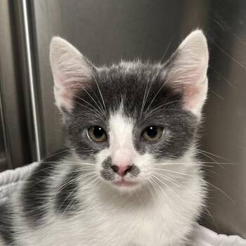 Ostuni -  Domestic Short Hair Cat for Adoption in Palm Springs, California - Ostuni | PetCurious