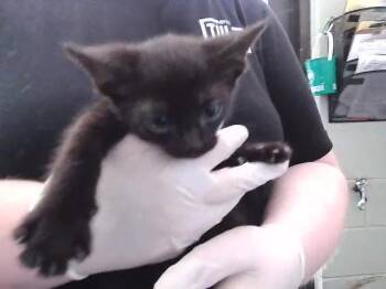 LOW RISE JEANS -  Domestic Short Hair Cat for Adoption in Tulsa, Oklahoma - LOW RISE JEANS | PetCurious