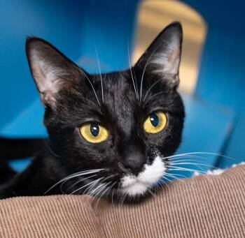 SWEETY -  Domestic Short Hair Cat for Adoption in Boston, Massachusetts - SWEETY | PetCurious