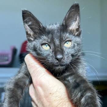 Dream -  Domestic Short Hair Cat Available for Adoption in Matteson, Illinois - Dream | PetCurious