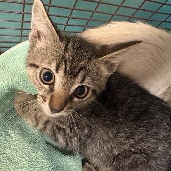 Dakota -  Domestic Short Hair Cat for Adoption in Pasadena, California - Dakota | PetCurious