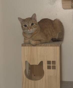 Rescue Domestic Short Hair Cats for Adoption in Bowie, Maryland - Simba | PetCurious