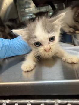 BEAN -  Domestic Medium Hair Cat for Adoption in Baytown, Texas - BEAN | PetCurious