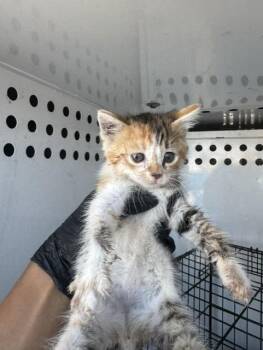 BUBBLES      WHITE -  Domestic Short Hair Cat for Adoption in Stockton, California - BUBBLES      WHITE | PetCurious