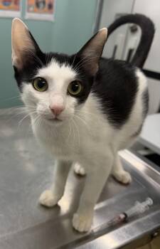 Rebel -  Domestic Short Hair Cat for Adoption in Hudson, New York - Rebel | PetCurious