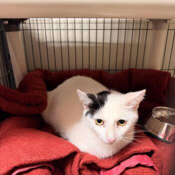 11. Valerie -  Domestic Short Hair Cat for Adoption in Columbus, North Carolina - 11. Valerie | PetCurious