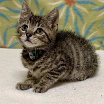 Domestic Short Hair Cats Available for Adoption in Libertyville, Illinois - Figaro | PetCurious
