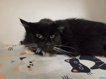 ALEXANDER -  Domestic Medium Hair Cat for Adoption in Kent, Washington - ALEXANDER | PetCurious