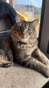 Gus -  Domestic Medium Hair Cat Available for Adoption in Mckinney, Texas - Gus | PetCurious