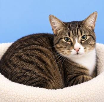 Jasper -  Domestic Short Hair Cat for Adoption in Morton Grove, Illinois - Jasper | PetCurious