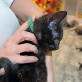 Rescue Domestic Short Hair Cats for Adoption - Simon | PetCurious