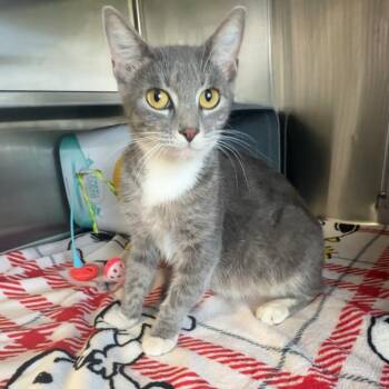 Banner -  Domestic Short Hair Cat for Adoption in Manhattan, Kansas - Banner | PetCurious