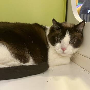 Rescue Domestic Short Hair Cats for Adoption in Temecula, California - Azora | PetCurious