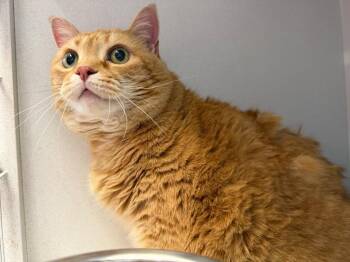 American Bobtail Cats Available for Adoption in New Kensington, Pennsylvania - Cheese Curl | PetCurious
