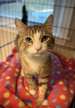 Domestic Short Hair Cats Available for Adoption in Duxbury, Massachusetts - Tomato | PetCurious