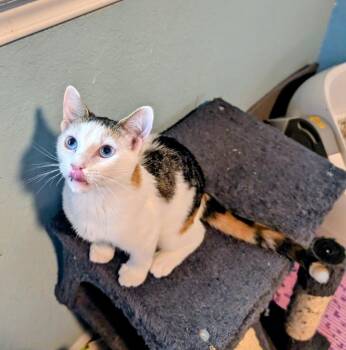Chloe -  Calico Cat for Adoption in San Antonio, Texas - Chloe | PetCurious