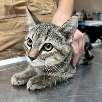 Ash -  Domestic Short Hair Cat for Adoption in Newport, North Carolina - Ash | PetCurious