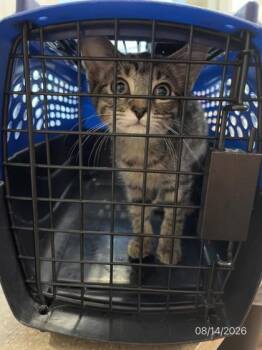 Tourist -  American Shorthair and Domestic Short Hair Cat for Adoption in North Richland Hills, Texas - Tourist | PetCurious