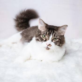 Pepper -  Domestic Long Hair and Maine Coon Cat for Adoption in Liverpool, Texas - Pepper | PetCurious