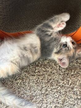 Yume -  Calico and Domestic Medium Hair Cat for Adoption in Greensboro, North Carolina - Yume | PetCurious