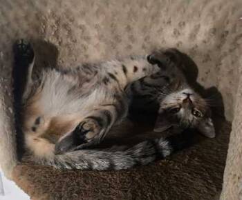 Rescue Domestic Short Hair Cats for Adoption in Encinitas, California - Roly-Poly | PetCurious