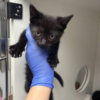 Trudy -  Domestic Short Hair Cat Available for Adoption in Philadelphia, Pennsylvania - Trudy | PetCurious