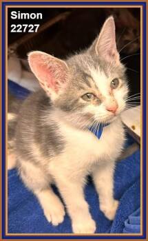 SIMON (see also THEODORE and ALVIN) -  Domestic Short Hair Cat for Adoption in Marietta, Georgia - SIMON (see Also THEODORE And ALVIN) | PetCurious