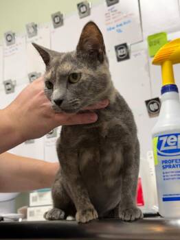 Sadie -  Domestic Short Hair Cat for Adoption in Rome, Georgia - Sadie | PetCurious