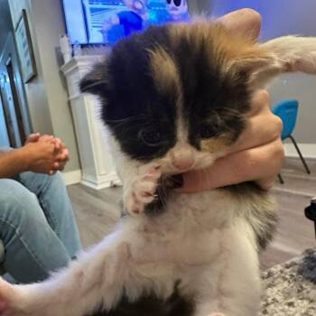 Domestic Short Hair Cats Available for Adoption in Jasper, Indiana - Daisy | PetCurious