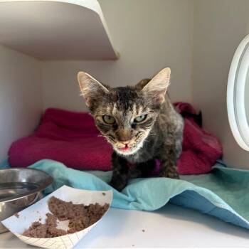 Bella Louisa -  American Shorthair Cat for Adoption in Middletown, New York - Bella Louisa | PetCurious