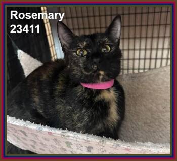 ROSEMARY (see also DILL, THYME, and MINT) -  Domestic Short Hair and Tortoiseshell Cat for Adoption in Marietta, Georgia - ROSEMARY (see Also DILL, THYME, And MINT) | PetCurious