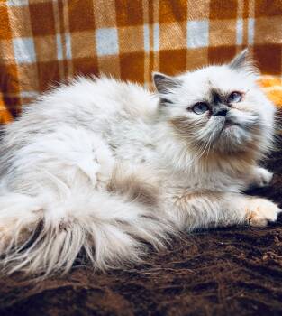 Rescue Persian Cats for Adoption in Lemoore, California - Sophie | PetCurious