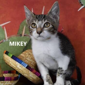 Mikey -  Domestic Short Hair Cat for Adoption in Yuma, Arizona - Mikey | PetCurious