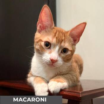 Rescue Domestic Short Hair Cats for Adoption in Toronto, Ontario - Macaroni | PetCurious