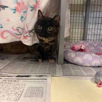 Sol -  Domestic Short Hair Cat for Adoption in Charlottesville, Virginia - Sol | PetCurious