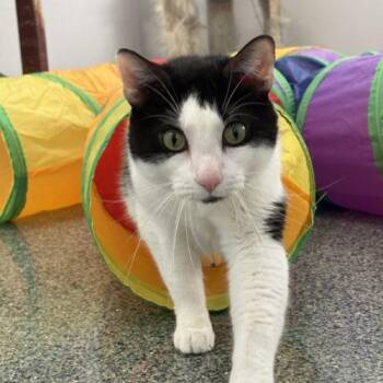 Bruno -  Domestic Short Hair Cat for Adoption in Fishers, Indiana - Bruno | PetCurious