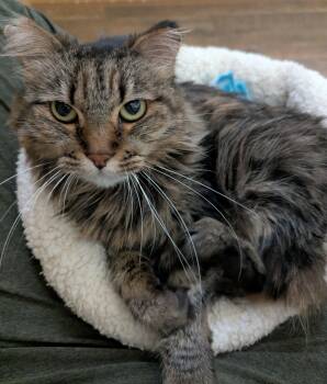 ELSA -  Domestic Long Hair Cat for Adoption in Prescott, Arizona - ELSA | PetCurious