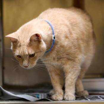 Erin / Kitty Marbles -  Domestic Short Hair Cat for Adoption in Memphis, Tennessee - Erin / Kitty Marbles | PetCurious