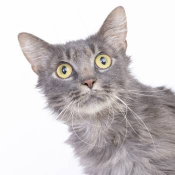 Rescue Domestic Long Hair Cats for Adoption in Franklin, Tennessee - River | PetCurious