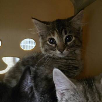Olive -  Domestic Medium Hair Cat for Adoption in Oshkosh, Wisconsin - Olive | PetCurious