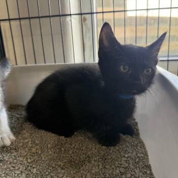 Spencer -  Domestic Short Hair Cat Available for Adoption in Montgomery, Alabama - Spencer | PetCurious