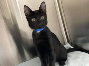 SIMON -  Domestic Short Hair Cat for Adoption in Killeen, Texas - SIMON | PetCurious