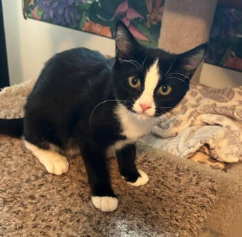 Rescue Domestic Short Hair Cats for Adoption in St. Cloud, Minnesota - Daisy | PetCurious