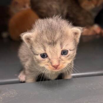Althea -  Domestic Short Hair Cat for Adoption in Lynchburg, Virginia - Althea | PetCurious