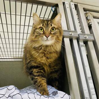 Domestic Long Hair Cats Available for Adoption in Riverwoods, Illinois - Luna | PetCurious